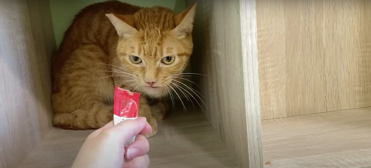 おやつを貰う猫