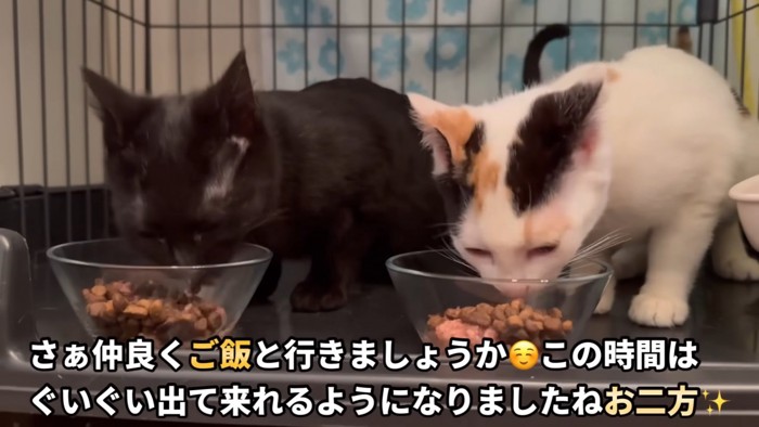 テロップ「さあ仲良く～」