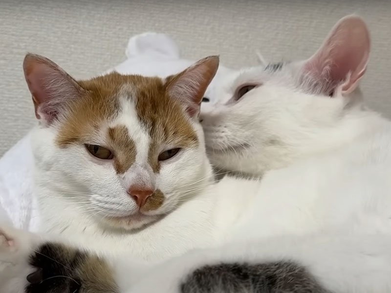 眠そうな猫たち