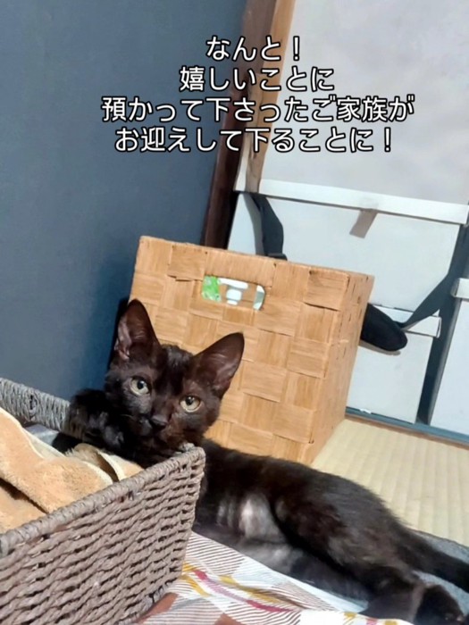 横になる子猫