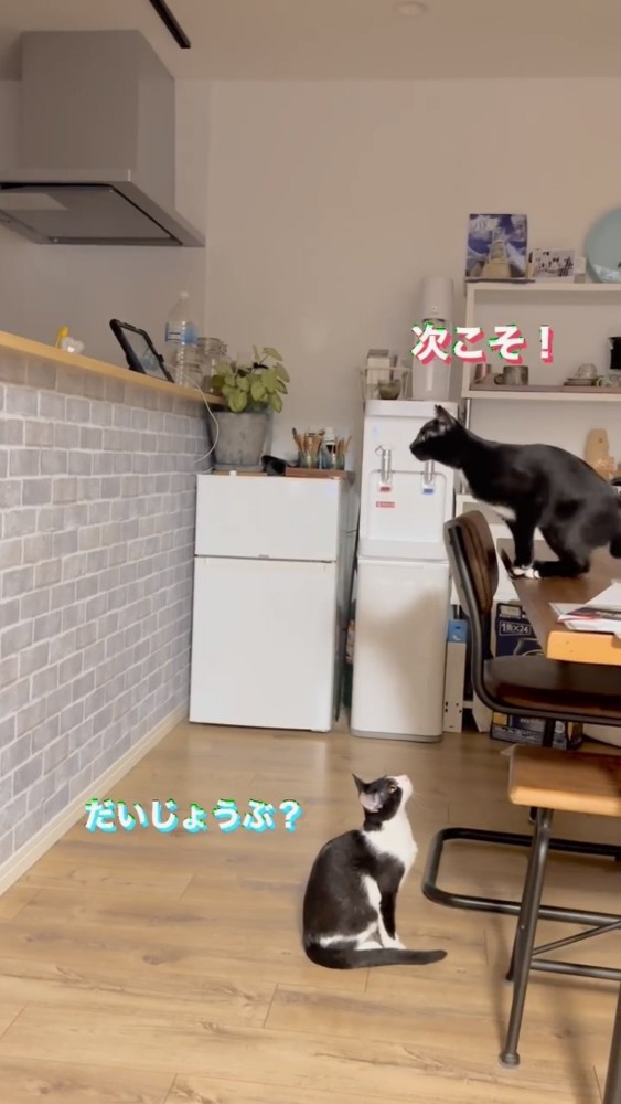 リビングにいる2匹の猫