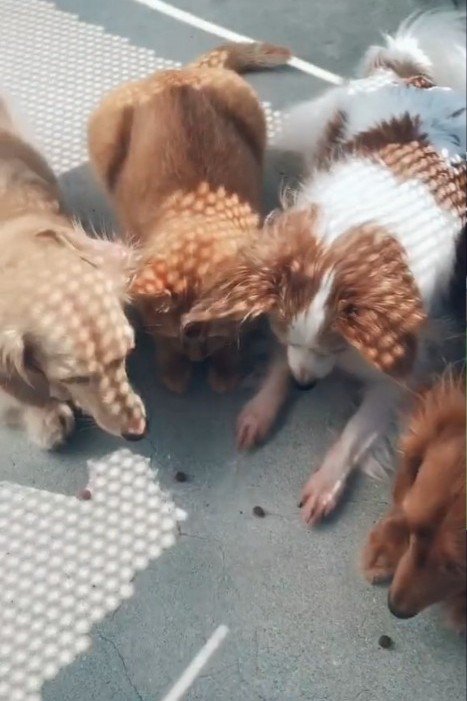 おやつを見つめる犬と猫