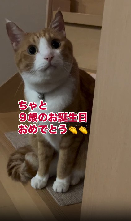 座っている猫
