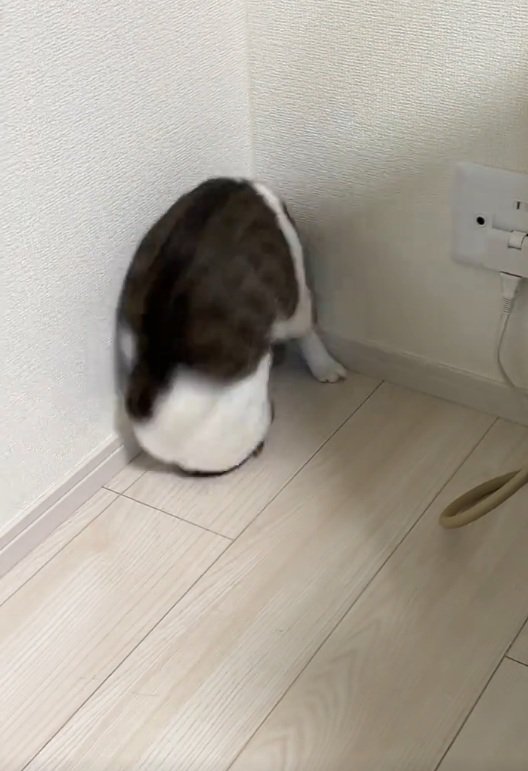 再度前転する猫