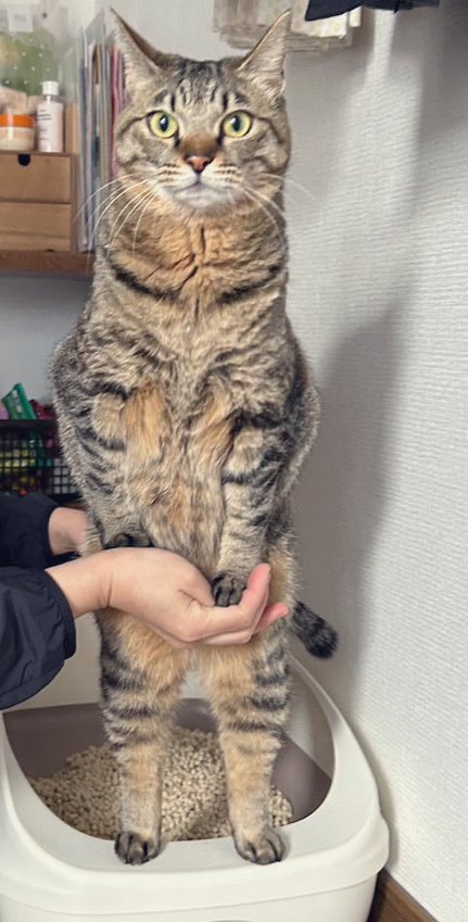 トイレをするメルちゃん