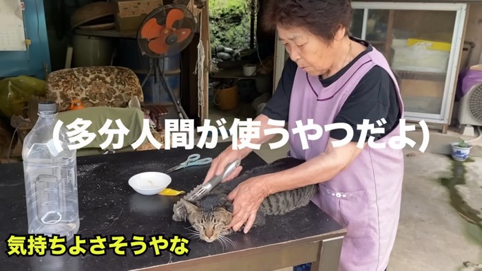 ブラッシングされる猫