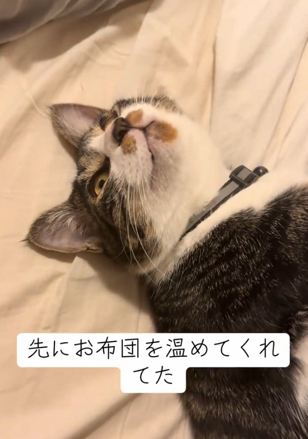 上を向く猫