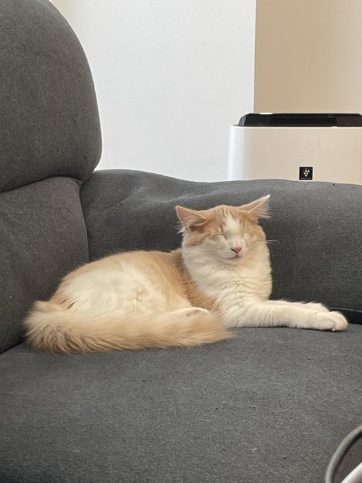 目を閉じている猫