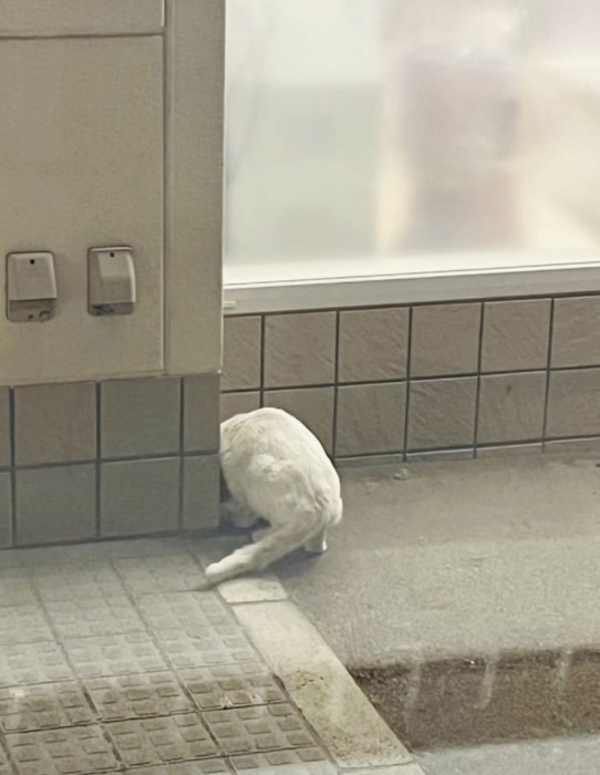 外でお父さんにもらったごはんを食べる白猫