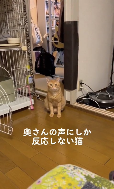 ケージの近くでお座りをしているカメラ目線の猫