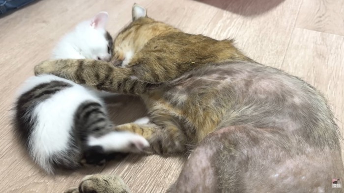 子猫(右)と成猫さん(左)