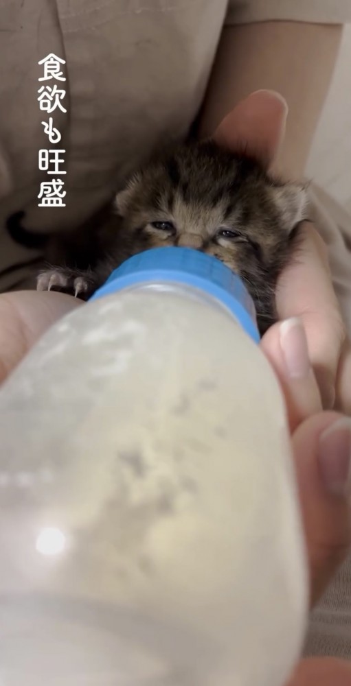 幸せそうにミルクを飲む子猫