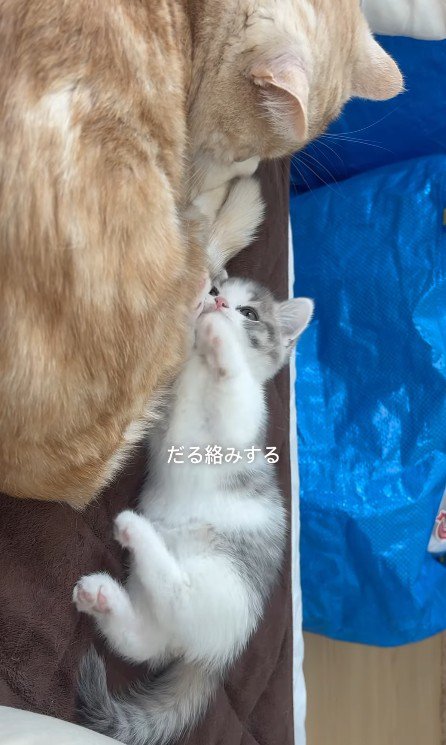 とろろちゃんに絡むおそばくん