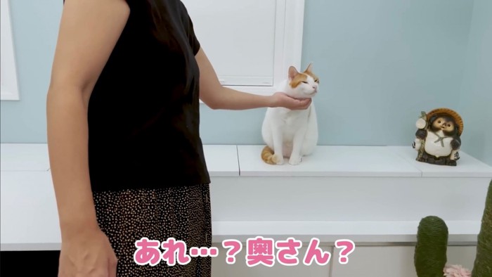 撫でられる先住猫 