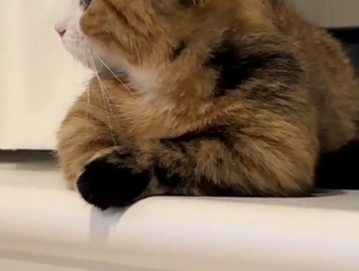 左手が黒いラニちゃん