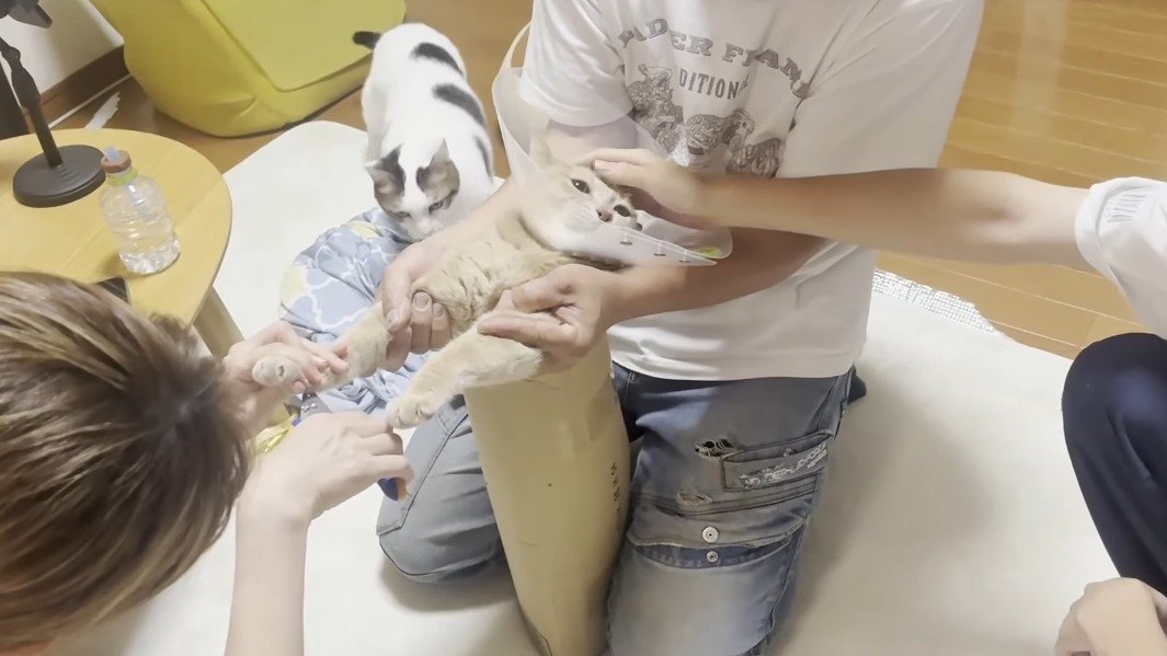 なでなで