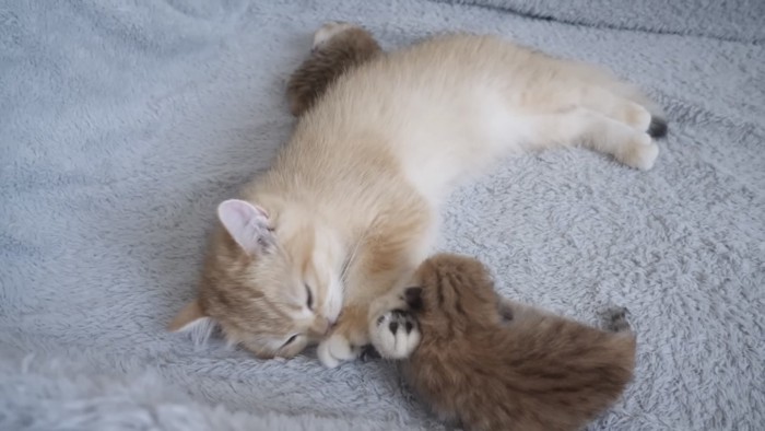 3匹の子猫がくっついて眠っている写真