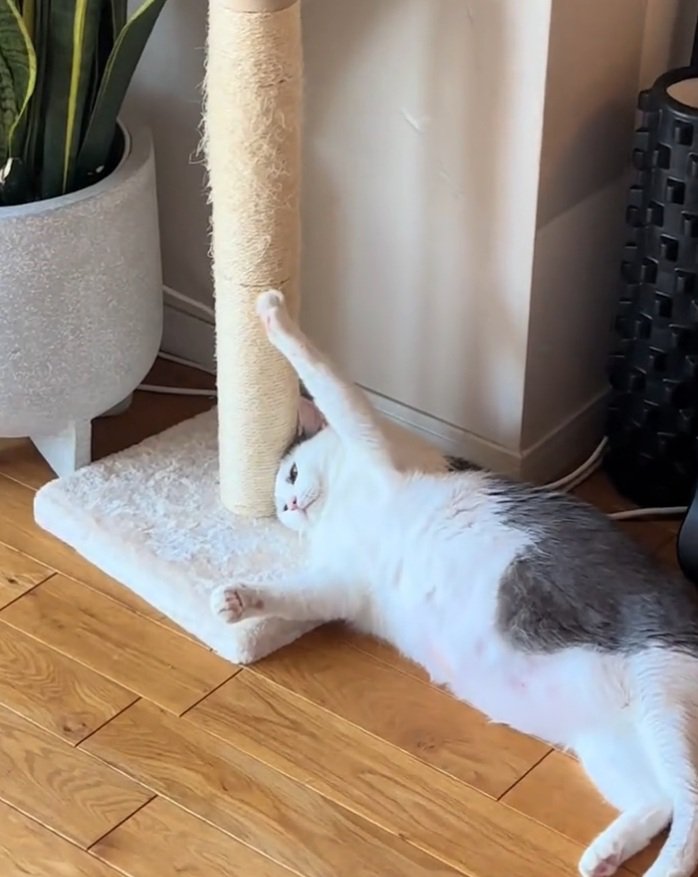 虚無顔のおでんちゃん