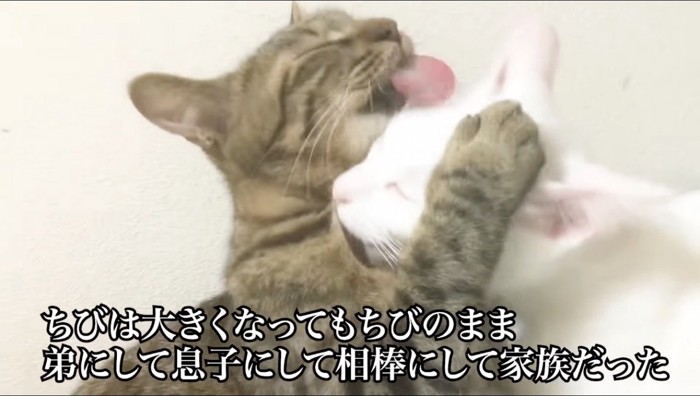 毛繕いをしあう白猫とキジトラ猫