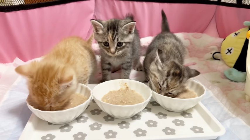 ご飯と三匹の子猫