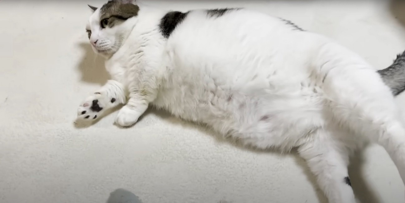 寝転がる豆大福くん