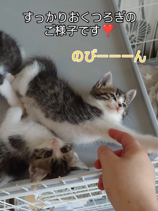 伸びをする子猫