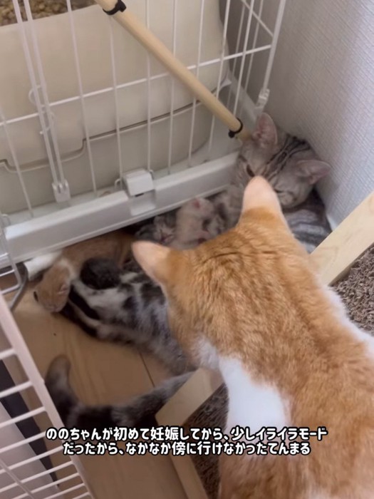 子猫を見る猫の後頭部