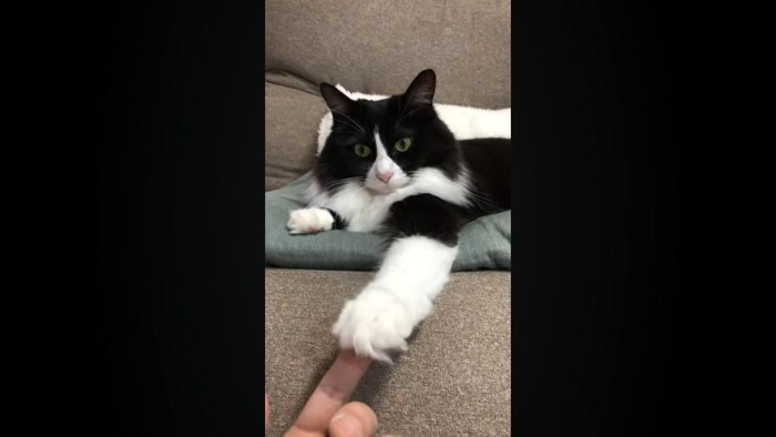 前足を下に