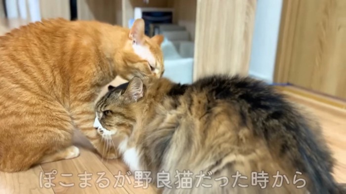 長毛猫の毛繕いをする茶トラ猫