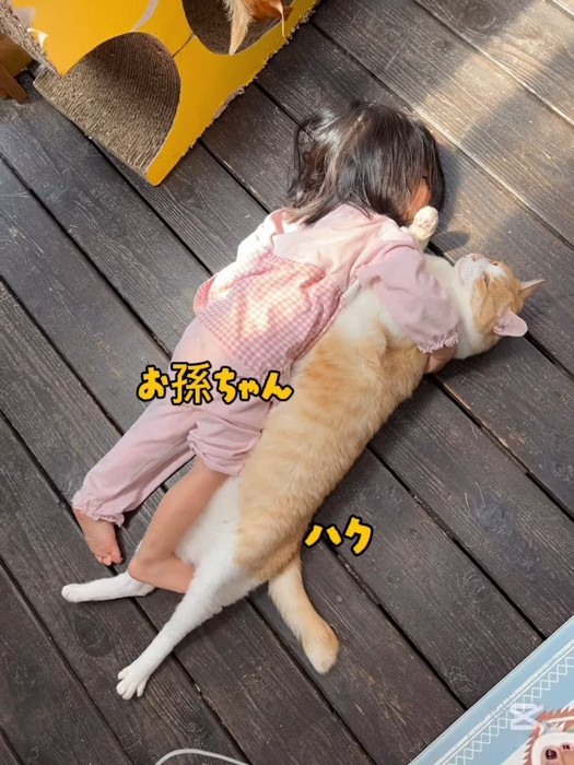 抱きしめられて上を見る猫