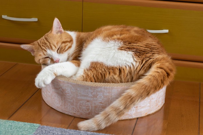 丸まって眠る茶白猫