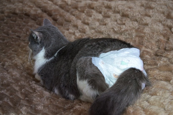 おむつをつけた猫の後ろ姿