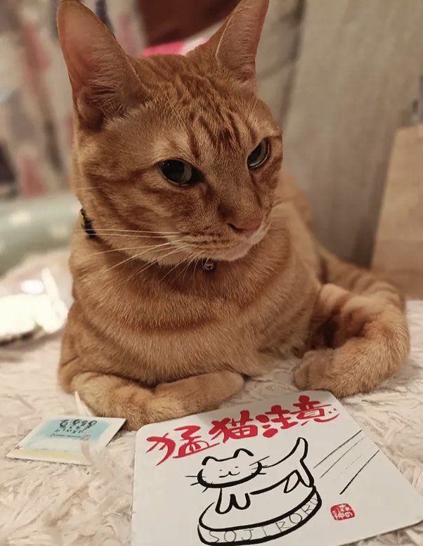 紙の前で香箱座りしている猫