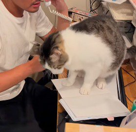 代表のノートの上に再び乗る猫