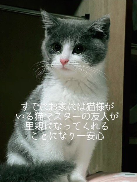 おすわりする子猫