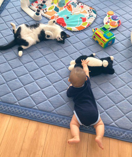 ぬいぐるみに手を伸ばす赤ちゃんと見守る猫