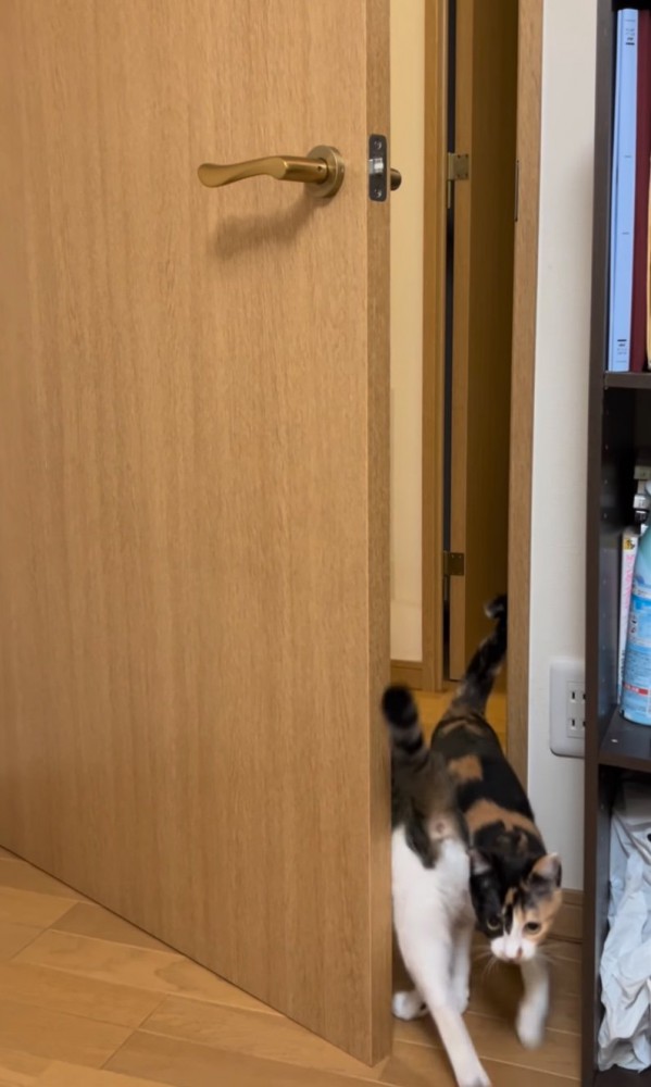 部屋に入ってくる猫