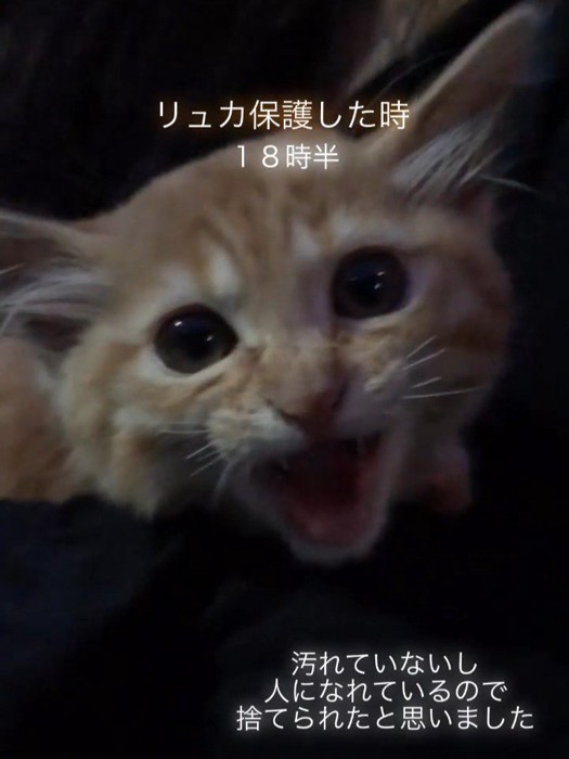 鳴いている子猫