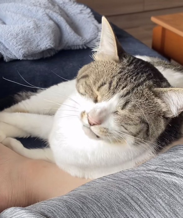 嫌そうな顔の猫の写真3