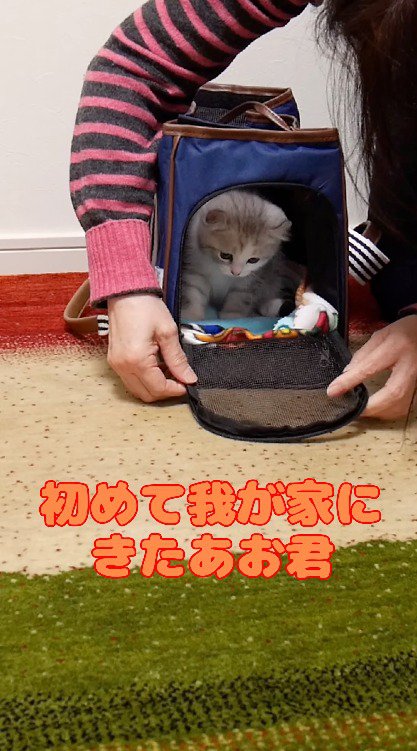 ペットキャリーの中でうずくまる子猫