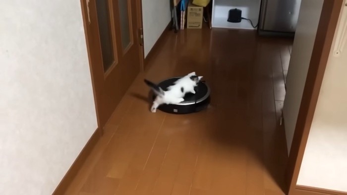 ロボット掃除機に乗る豆大福くん