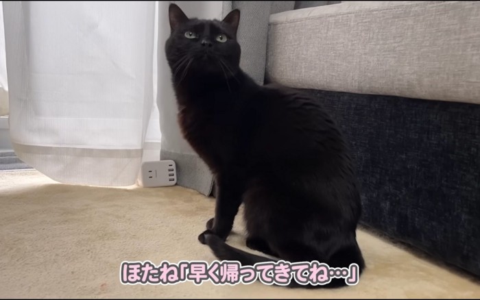 寂しげな猫