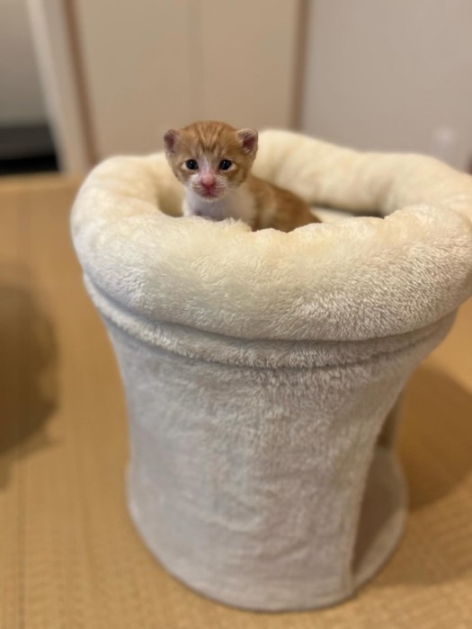 小さかった頃のノニちゃん