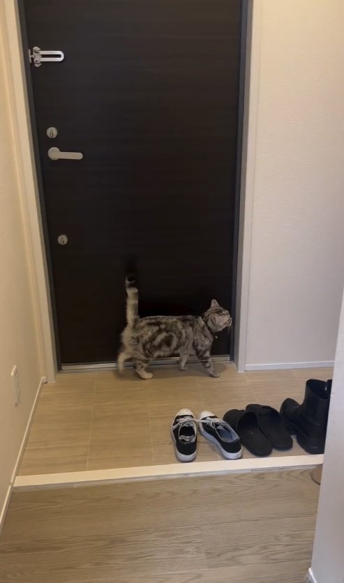 玄関ドアに沿って歩く猫