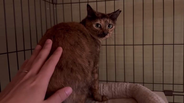 こっちを見ているサビ猫