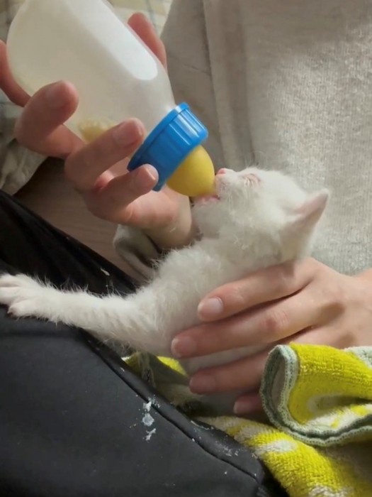 ミルクを飲む子猫