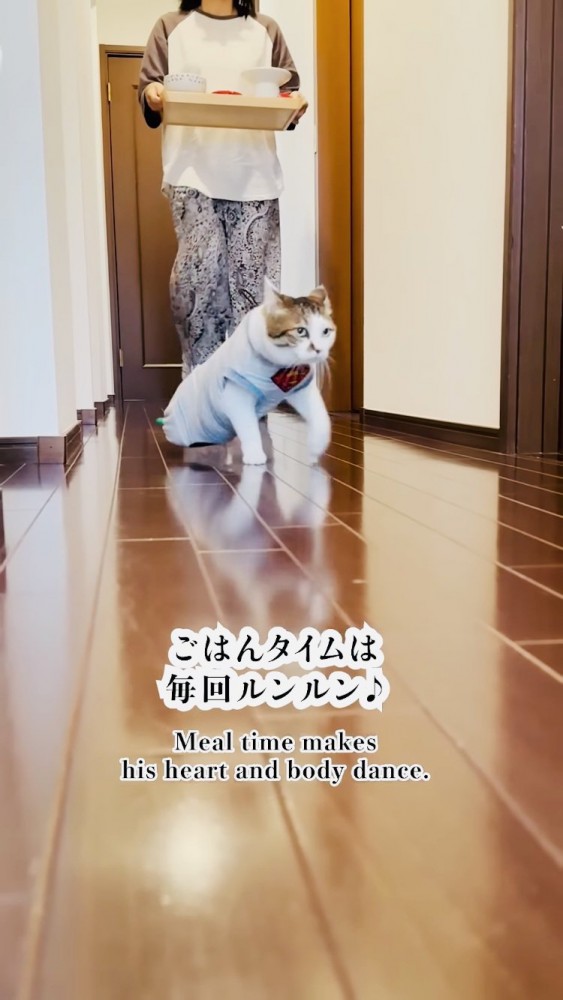 ごはんを運ぶママの前を歩くキジ白猫