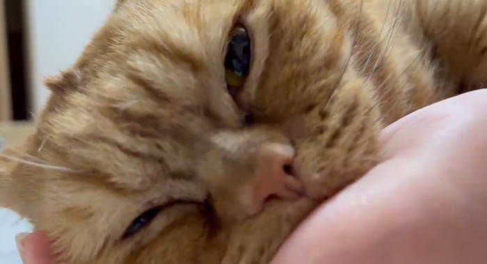 ゴロゴロ鳴く猫