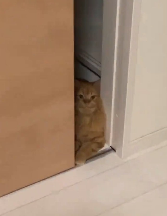 ドアに挟まる猫