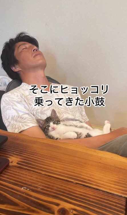 パパさんの上でくつろぐ子猫